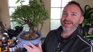 Repotting My 15 Year Old Cork Bark Elm Bonsai - Ulmus Parvifolia