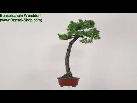 Japanische Mädchenkiefer, Bonsai, 35 Jahre, 91cm, OPINPAR351-10