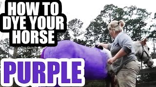 HOW TO DYE YOUR HORSE PURPLE (JK, making whites whiter!)