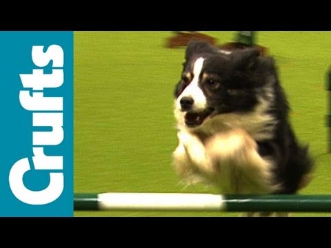 Ganador del Abierto Británico de Salto de Agilidad - Perros Pequeños