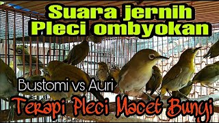 Download lagu Terapi Pleci Ombyokan Dengar Suara Pleci Ombyokan ... mp3