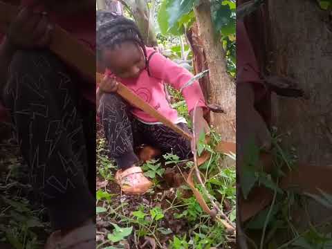 I surrender Makai 🤣🤣🤣#trend #top10 #trendingshorts #viralvideo #comedy