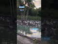 Going On Safari Truck Animals Birds Flamingo Pink Awesome Best Amazing Disney Shorts