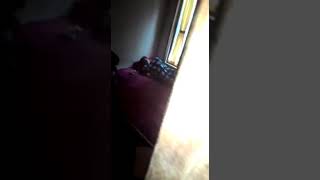 Download lagu 'GEMPA BESAR DIKASUR' (ORANGNYA SAMPAI LOMPAT LEWAT JENDELA) mp3