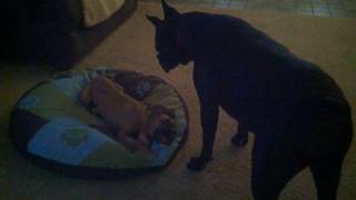 Booker and Pharaoh Round 1