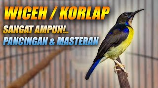 Download lagu MASTERAN KORLAP GACOR FULL TEMBAKAN RAPAT PANJANG - PANCINGAN WICEH AGAR BUNYI EMOSI & CEPAT NEMBAK mp3