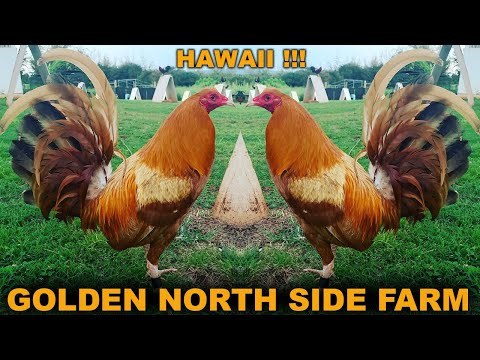 Hawaii !! Golden Black Nice Birds North Side Farm - Farm Visit