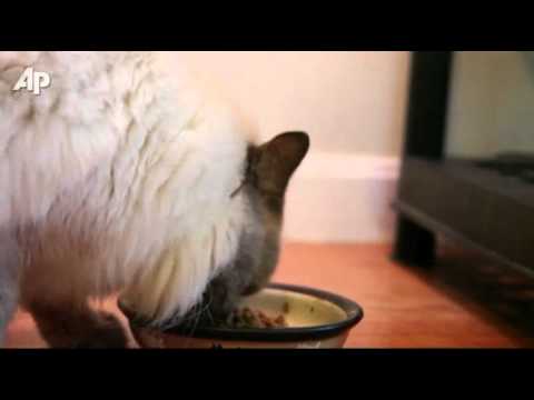 First Person: Frank and Louie, the Two-faced Cat Video