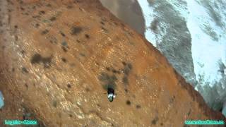 preview picture of video 'Paragliding Morocco - Legzira'
