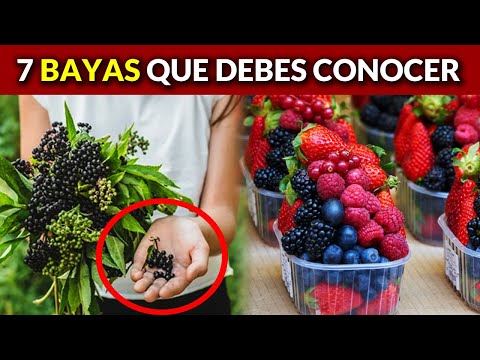 , title : '7 frutas bayas que deberías agregar a tu dieta'