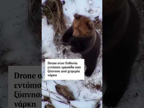 🐻 Drone που έψαχνε αγνοούμενο στην Εσθονία, εντόπισε αρκούδα που είχε ξυπνήσει από χειμερία νάρκη
