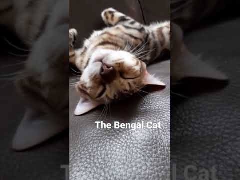 the bengal cat sleeping