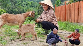 Download lagu Poor baby goat: from thirsty for milk to becoming a mother | Phan Phan family mp3 Download lagu Poor baby goat: from thirsty for milk to becoming a mother | Phan Phan family mp3