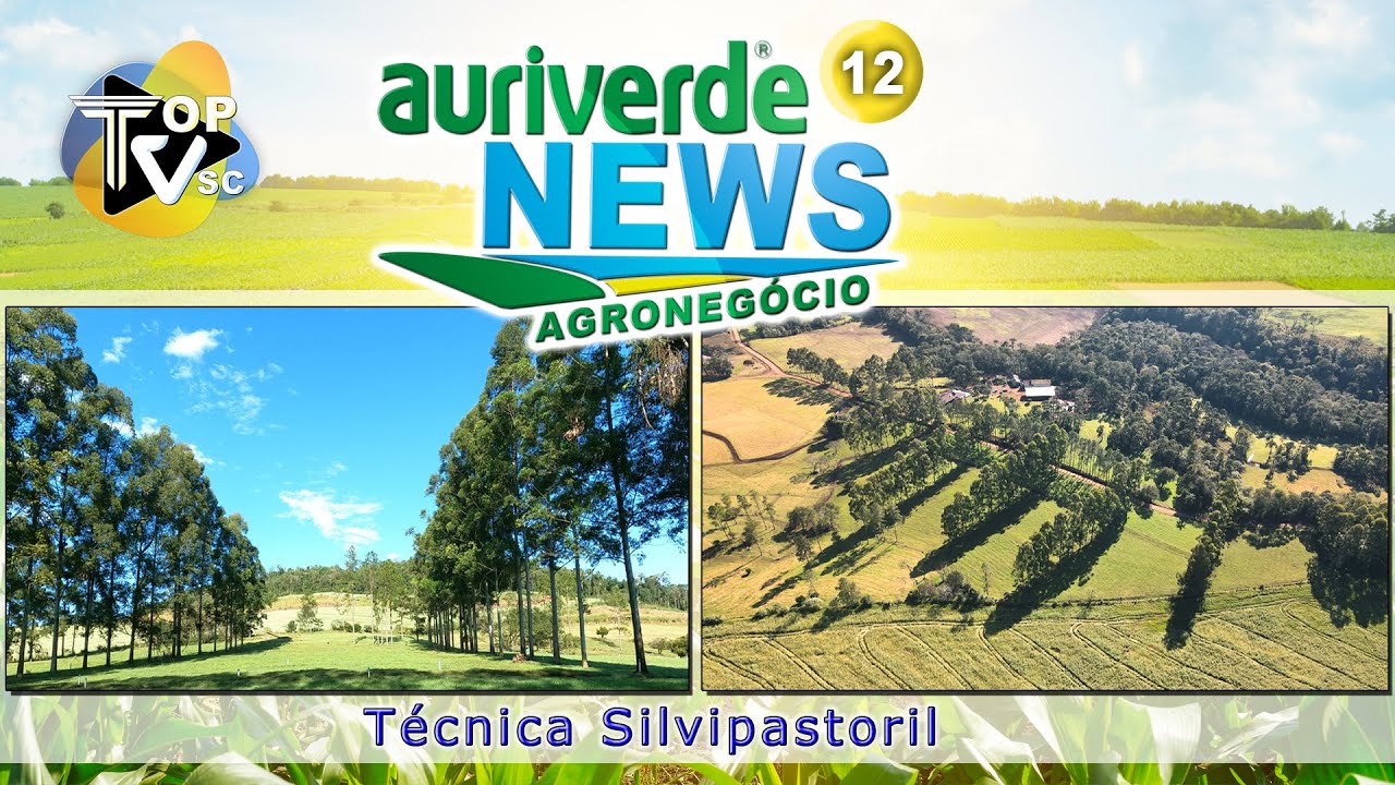 O QUE É E COMO FUNCIONA A  TÉCNICA SILVIPASTORIL - AURIVERDE NEWS AGRONEGÓCIO