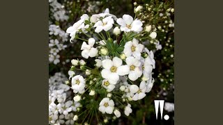 SS (Feat. 사이먼 도미닉 Simon Dominic &amp; 후디 Hoody) (Prod. By KHYO)