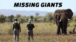 The Mystery of the Missing Bull Elephant!