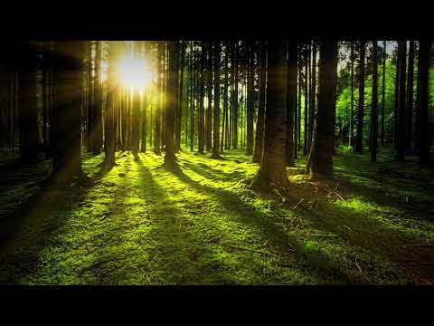 🐦🐤 Canto de PAJAROS al Amanecer   Sonido de CANTO de PAJARO por 1 Hora 🕝 GREEN NATURE