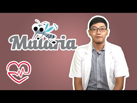 Apa sih tanda gejala MALARIA dan DEMAM BERDARAH ? Apakah menular ? - HAI DOK