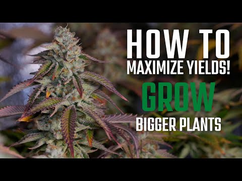 How to Grow BIG Cannabis Plants | Top 5 Tips for Growing Weed!