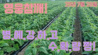 영웅참깨, 겁나 좋네요?!! 농사의여신표 참깨농사!