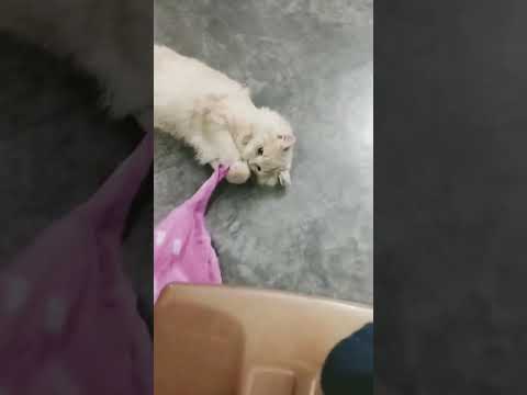 #cat #catmasti masti with cat my pet cat 🐈😺 enjoy,