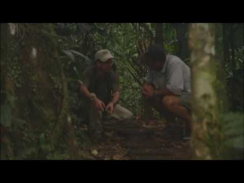 ECO TOURISM: MONTEVERDE CLOUD FOREST IN COSTA RICA