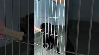 Video preview image #1 Pug-Unknown Mix Puppy For Sale in Pasadena, CA, USA