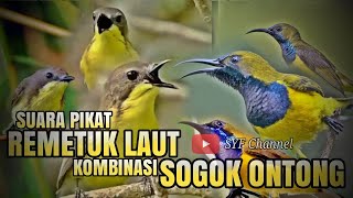 Download lagu SUARA PIKAT REMETUK LAUT KOMBINASI SOGON RIBUT !! mp3