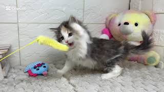 ノルウェージャンフォレストキャットの動画01