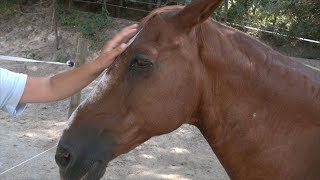 VOTV - El SIAD de les Franqueses del Vallès posa en marxa sessions d'equinoteràpia