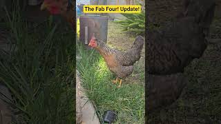 Backyard Chickens Enjoy Beautiful Fall Day! #fun  #chicken #animals #birds
