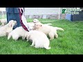 Golden Retriever dogs for sale: Ranelle - Video 1