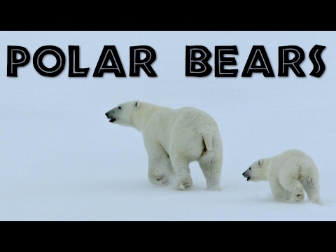 All About Polar Bears for Kids: Polar Bears for Children - FreeSchool