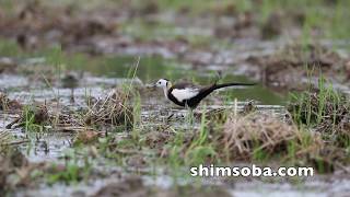レンカク夏羽2羽参上(動画あり)
