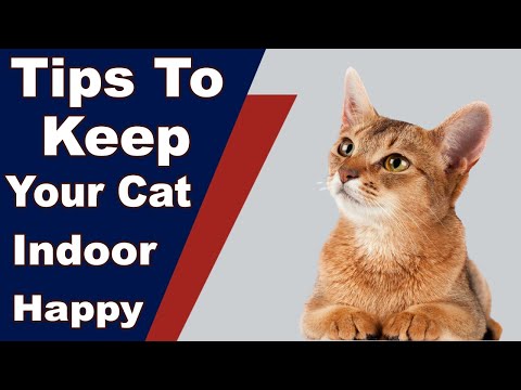Top 10 Tips to Keep Your Cat Happy Indoors - YouTube