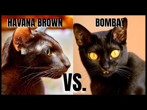Havana Brown Cat VS. Bombay Cat