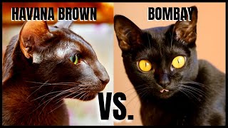 Havana Brown Cat VS. Bombay Cat