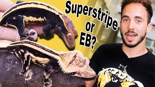 Emptyback & Superstripe Crested Geckos Explained.