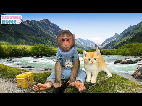 Smart Obi goes fishing to feed kitten