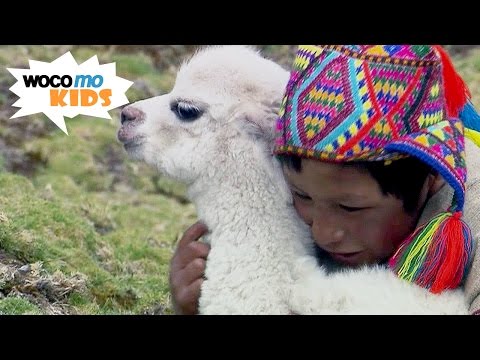 Ein Alpaka für Christobal | GEOlino-Reportage - Folge 31/50