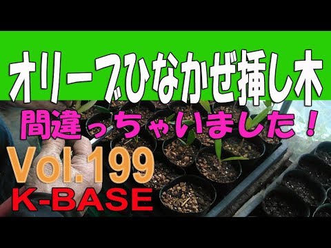 園芸 オリーブの木の種を蒔くにはどうすればいいですか?