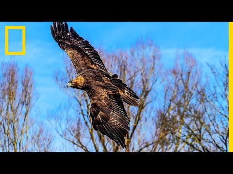 A golden eagle faces off against two capercaillies