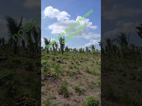 nosso eco sistema  serrano do Maranhão