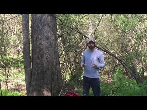 Potential Pantry How to Find NC Morels