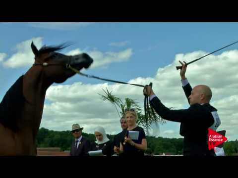 N.23 MAYADAH ALBIDAYER - Chantilly 2017 World Cup - 3 Years Old Fillies (Class 3)