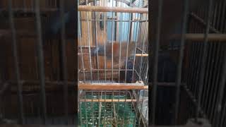 Download lagu Poksay mantel gacor mp3 Download lagu Poksay mantel gacor mp3