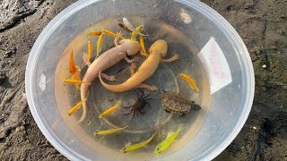 BUYING *AMAZING* NEW FISH FOR AQUARIUM!