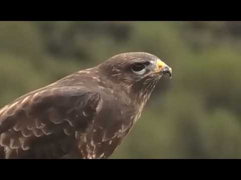 BUSARDO RATONERO | COMMON BUZZARD | Buteo buteo