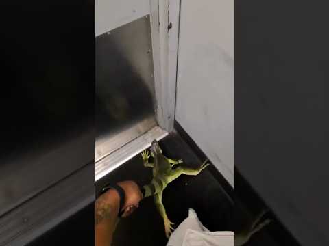 Iguana leaps out of package at FedEx store