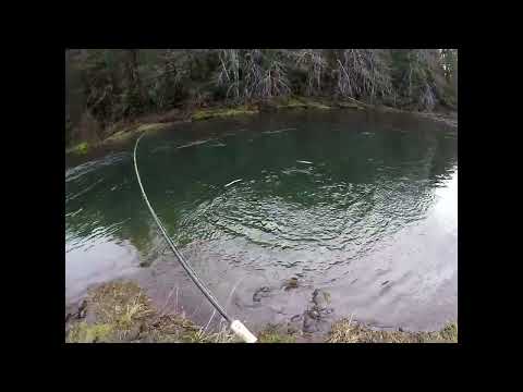 Insane steelhead bobber downs 2023
